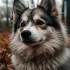 Pomsky kaufen eBay: What to Know Before Buying a Pomsky Online