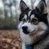 Find Your Perfect Pomsky Companion at Our Kennel