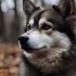 Everything You Need to Know About Pomsky Dogs: Size, Appearance, and Personality Traits