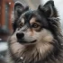 Everything You Need to Know About Pomskies: Personality, Appearance, and More