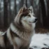 Best Brush For Pomskies: Keep Your Furry Friend Healthy And Happy
