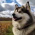 Everything You Need to Know About Pomsky Dogs: Size, Appearance, and Personality Traits