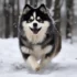 Pomsky Mixed With Australian Shepherd: A Guide To Understanding This Unique Hybrid