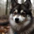 Pomsky Puppies for Sale in Philadelphia