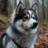 Pomsky London: Find Your Perfect Pomsky Companion