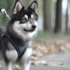 FAQs about Pomsky Red