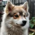 Light Brown Pomskies: A Guide to This Adorable Designer Breed