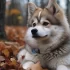 Pomsky Lifespan: How Long Do Pomskies Live?