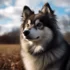 Pomsky Rescue NY: Where To Find Pomskies In Need Of A Home