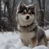 Pomsky Life Expectancy: How Long Do Pomskies Live?