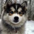 Light Brown Pomskies: A Guide to This Adorable Designer Breed