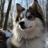 Discovering the Adorable World of Pomsky Puppies