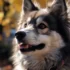 Discovering the Adorable World of Pomsky Puppies