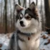 Pomsky Puppies Long Island: Find Your Furry Friend Today