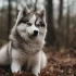 Pomsky Lovers Unite: Join the Community for All Things Pomskies!