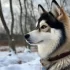 Pomsky Lovers Unite: Join the Community for All Things Pomskies!