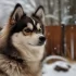 Pomsky London: Find Your Perfect Pomsky Companion