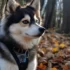 Pomsky Breeders in Maine: Finding the Right Pomsky for You