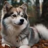 Pomsky Mask: Tips for Grooming Your Pomsky’s Face