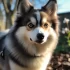 Discover the Adorable Pomsky Breeds in Medellin