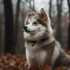 Discover the Best Pomsky Breeders in Massachusetts