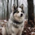 Pomsky Medical Issues: Understanding Health Risks to Watch For