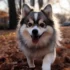 Pomsky Memes That Will Make You Laugh Out Loud