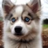 Pomsky Merchandise: The Ultimate Guide to Finding the Cutest Pomsky-Themed Items