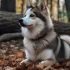 Pomsky Puppies for Sale in Melbourne: Finding a Responsible Breeder