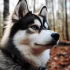 Pomsky Mercado Libre: Find Your Perfect Pomsky on the Popular Marketplace