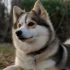 Pomsky Memes That Will Make You Laugh Out Loud