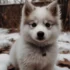 Pomsky Merchandise: The Ultimate Guide to Finding the Cutest Pomsky-Themed Items