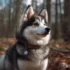 Pomskies in Mexico: Where to Find Them and What to Know