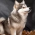 Pomsky Mini Toy: Understanding the Size and Appearance of These Adorable Dogs