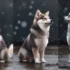 Are Pomskies AKC Registered? What You Need To Know