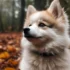 Pomsky Mini Full Grown: Understanding the Size and Appearance of This Adorable Breed