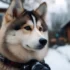 Pomsky Blanco: Understanding The Personality Traits And Appearance Of This Popular Mix