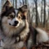 Pomsky Mini Full Grown: Understanding the Size and Appearance of This Adorable Breed