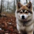 Pomsky Mini Puppies: Everything You Need to Know About These Adorable Dogs