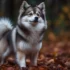 Pomsky Weight Full Grown: Understanding The Size And Appearance Of Pomskies