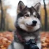 Teacup Pomsky Puppies: Finding Your Perfect Companion