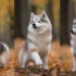Full Grown Mini Pomsky: Understanding The Size And Appearance