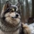Pomsky Miniature Husky Full Grown: Size and Appearance Guide