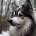 Understanding Pomsky Temperament And Behavior