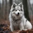 Find Pomsky Puppies for Sale in Minneapolis