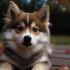 Pomsky Mix Full Grown: Understanding the Size and Appearance