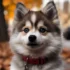 Pomsky Mix Puppies: Understanding the Personality Traits