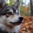 Pomsky Puppies: Tips for Finding the Right Breeder