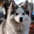 Pomsky Mix Full Grown: Understanding the Size and Appearance