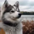 Pomsky Labrador Mix: The Ultimate Guide To Understanding This Adorable Hybrid